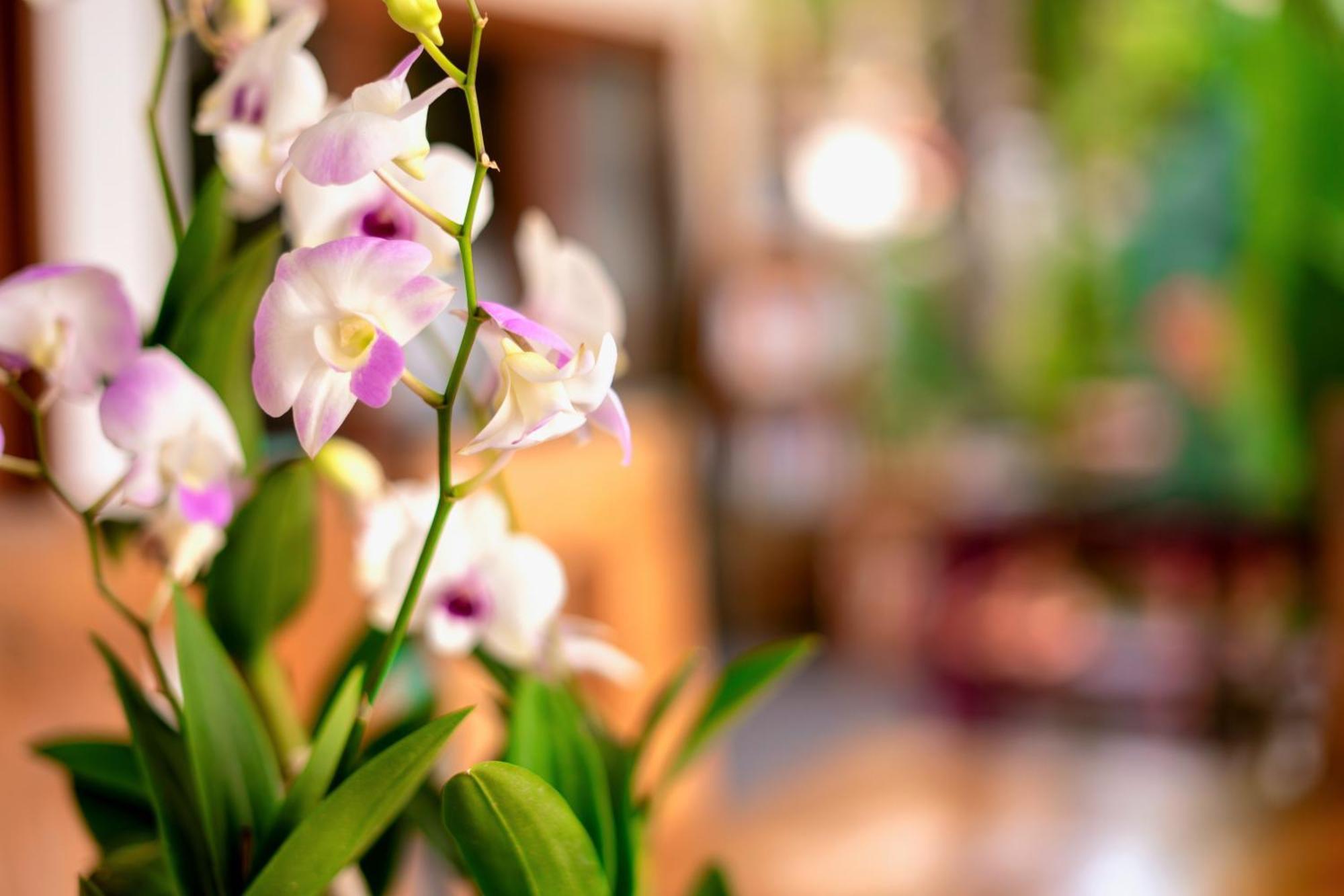 Orchid Lodge Samui - Bed & Breakfast Lamai Beach  Eksteriør bilde